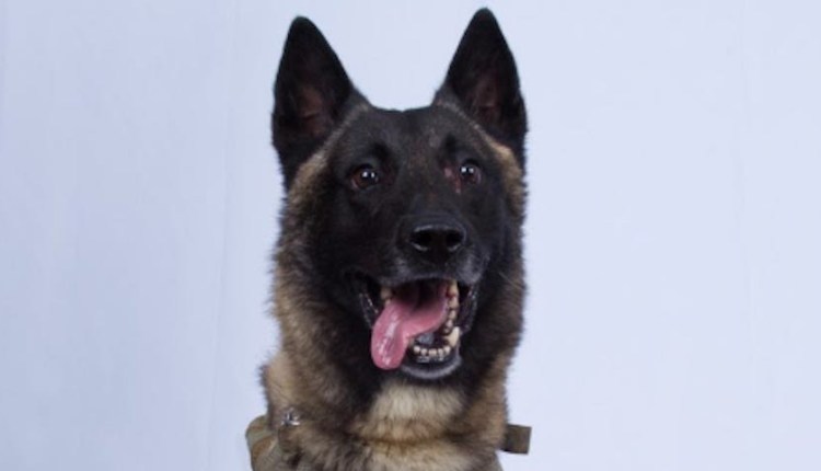 The dog that helped take down ISIS leader Abu Bakr al-Baghdadi. White House via AP