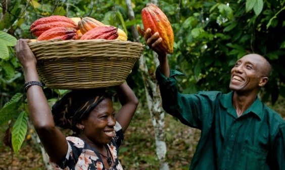  cocoa farmers