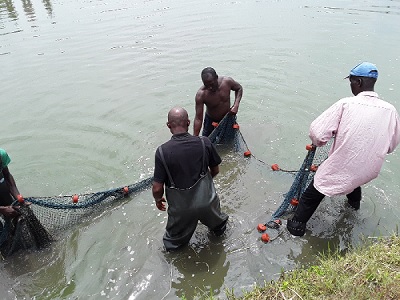  The inmates harvesting the first stock of tilapia