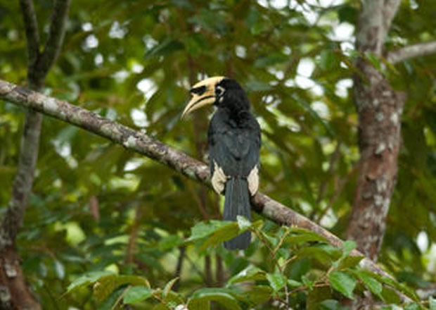 FLASHBACK: The Owabi Wildlife Sanctuary is home to various species of birds 
