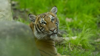 Tiger at US zoo tests positive for coronavirus