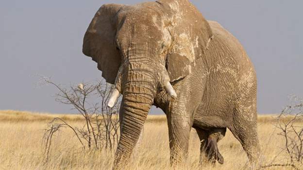 The use of elephants dung as a cure has not been scientifically tested.