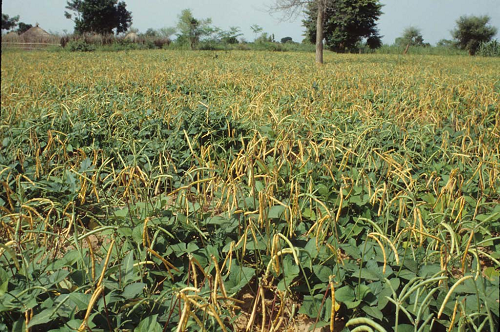 Ghana is ready for environmental release of PBR cowpea, scientists say