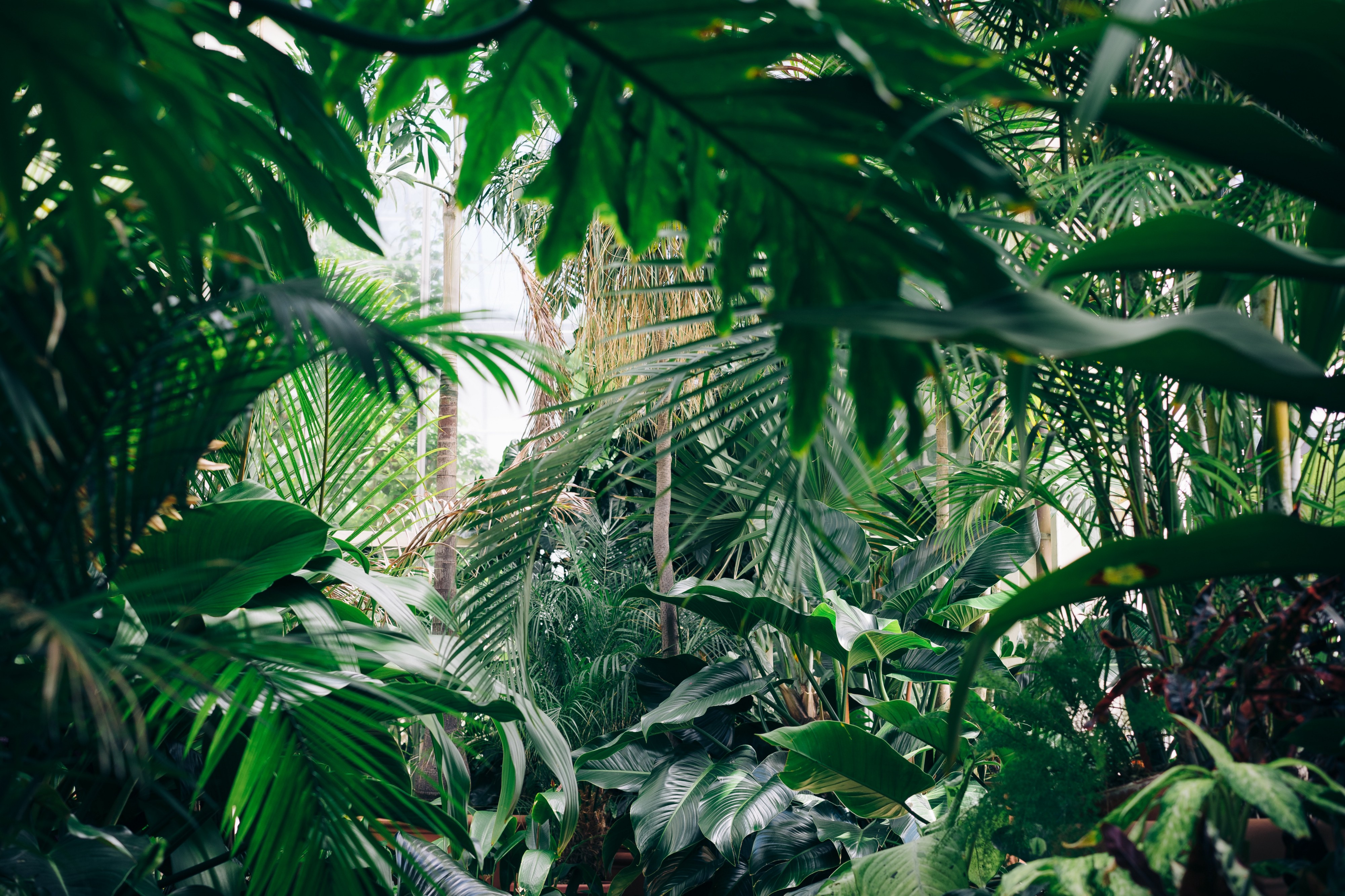   Life in the jungle
