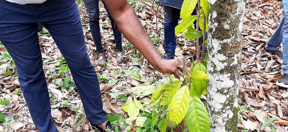 An officer of COCOBOD pointing to a cocoa tree infected with the swollen shoot virus at one of the farms at Debiso