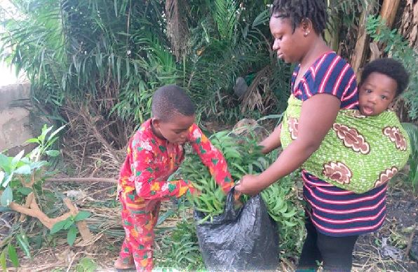 Atta Kwame assisting his mother to collect some neem leaves. Pictures:  EMMANUEL BAAH