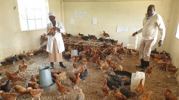 Coronavirus in Kenya: How it turned classrooms into chicken coops