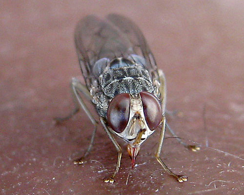 Short story: Elephant and the tsetse fly 
