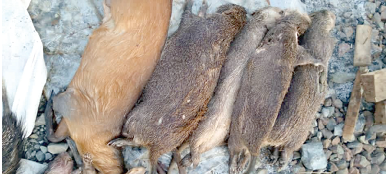 You can’t sell ‘bushmeat’ without permit — Veterinary Council