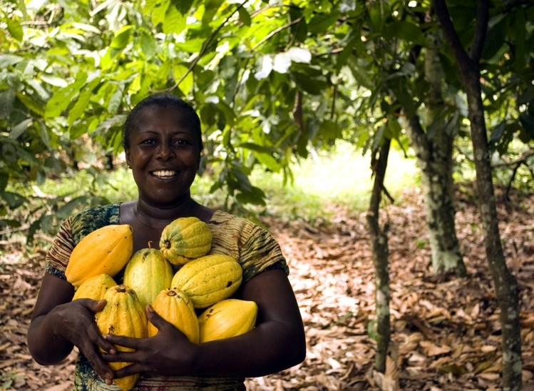 Cocoa pensions launched; 1.5 million farmers to benefit initially