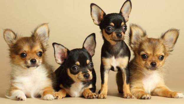 Cameroonian charged in US over COVID-19 pet scam