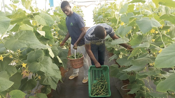 Some of the students at the Akumadan Greenhouse Village harvesting cuncumbers at the greenhouse farm