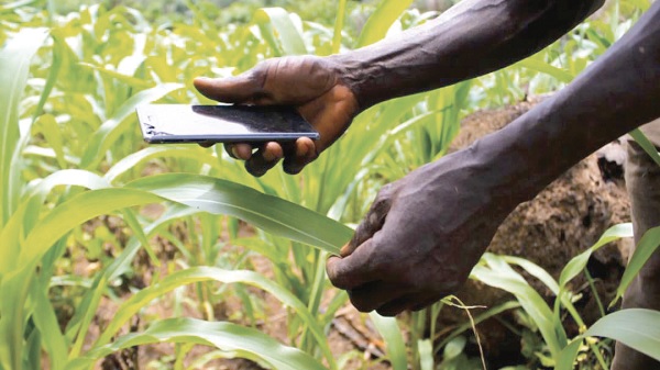 A farmer scanning a suspected disease on the leaf of a maize plant