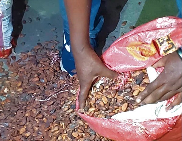 Cocoa beans