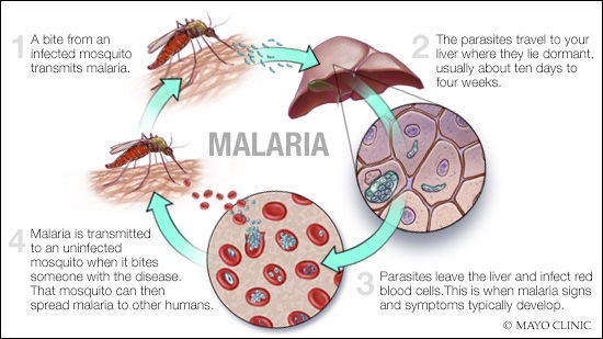 Malaria fight
