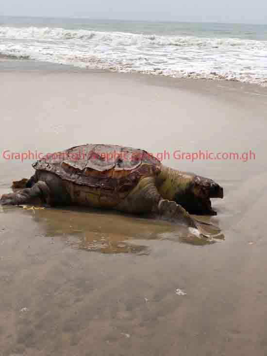 Turtle found washed ashore at Kokrobite [PHOTO]