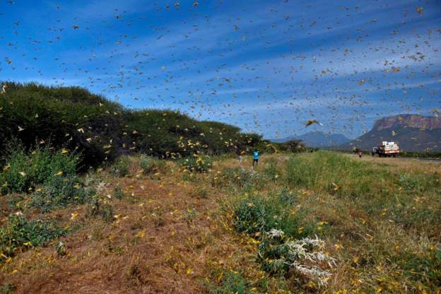 The locusts are threatening livelihoods in East AfricaImage caption: The locusts are threatening livelihoods in East Africa