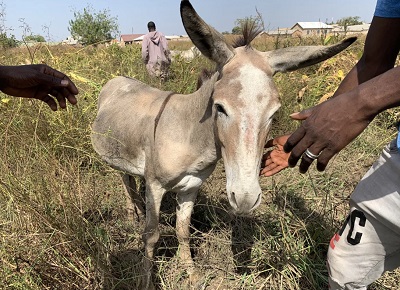 Power the donkey grazes in Walewale. His owner checks on him at least twice each day, fearing thieves that seek his lucrative hide. (Danielle Paquette/The Washington Post)