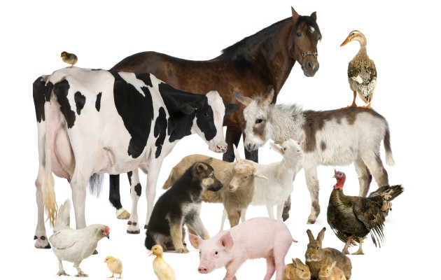 Animal welfare and their guiding principles