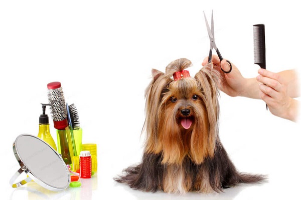 A clean pet paves way for a healthy pet