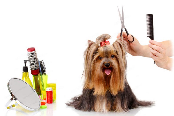 A clean pet paves way for a healthy pet