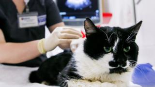 Coronavirus: Pet cat found to have virus in UK