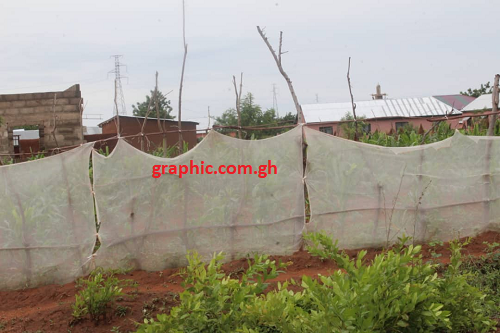 a mosquito net used to fence a backyard garden