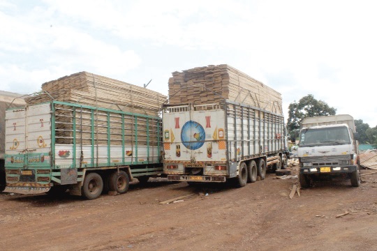 Some of the trucks loaded with illegal lumber