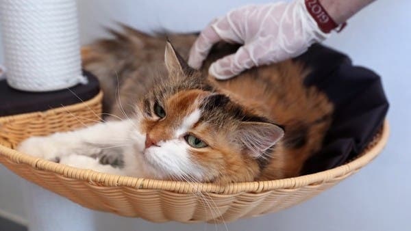 Humans can infect cats with Covid-19; Becareful playing with them 