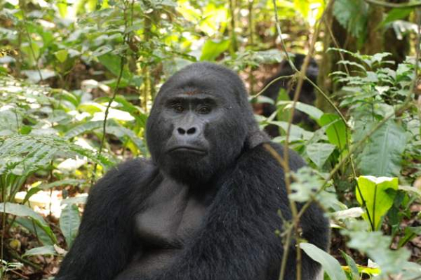 Poachers kill Uganda's famous mountain gorilla