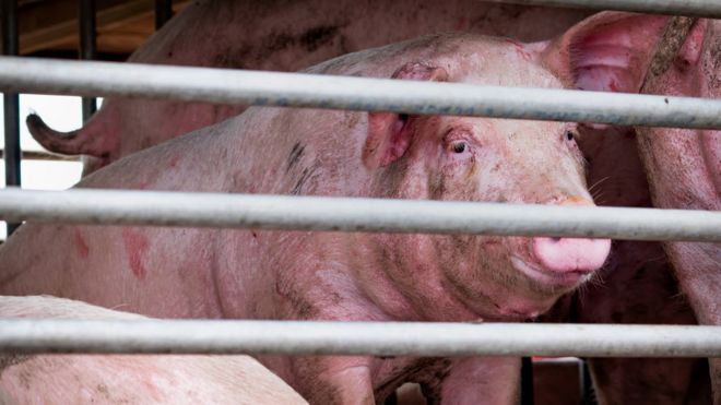  The new flu strain is similar to the swine flu that spread globally in 2009 