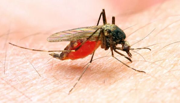 Smartest ways to fight malaria