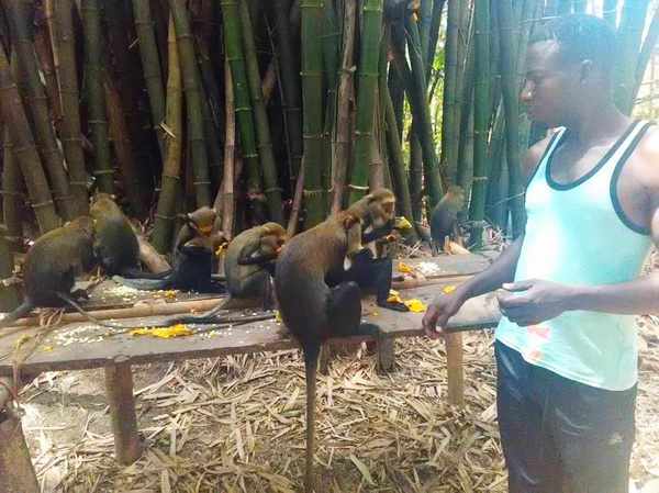 Visit Duasidan Monkey Sanctuary, where there’s a graveyard for dead monkeys