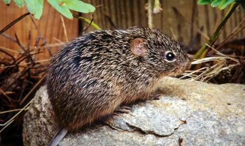 How people get infected by Hantavirus