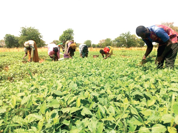 Some of the project's beneficiaries harvesting their vegetables in Zaazi, a community in Savelugu