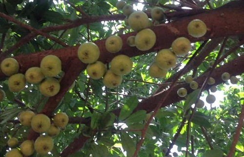 VIDEO: Ghanaians react to viral video of 'apple tree' in Wiamoase