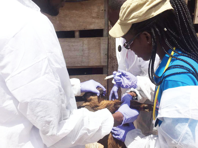 Vertinarians attending to a goat