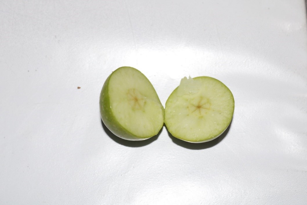Transverse section of the immature apple fruit at Tafo Atimatim-Taaboum