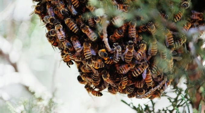 Bees on stinging spree at Bolgatanga District Police Command
