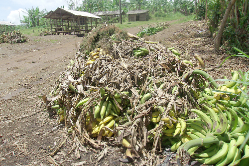 The challenge of post-harvest losses affects food and nutrition security