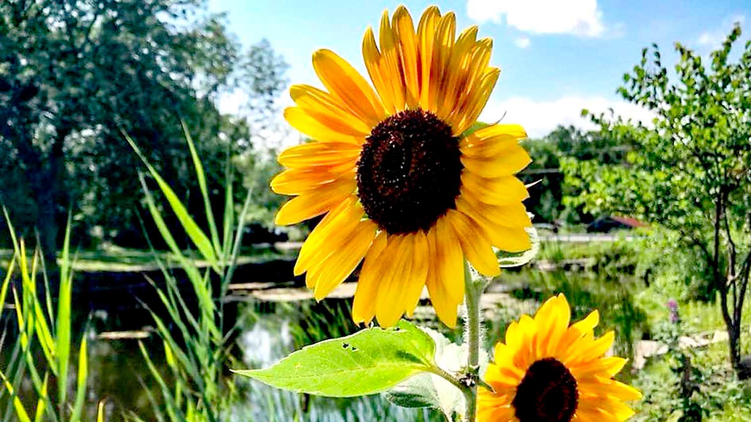 A sunflower in a mangrove. Peaceful coexistence is what is needed