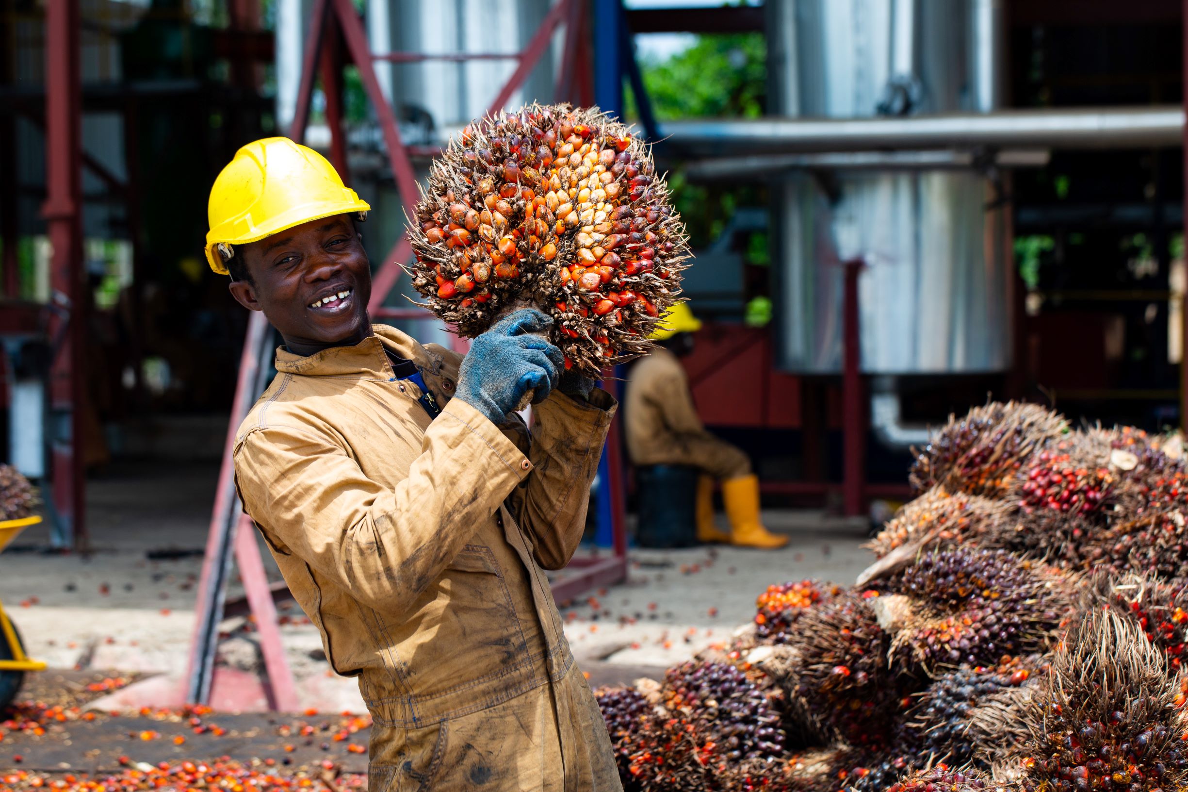 Supporting private sector actors in oil palm production 