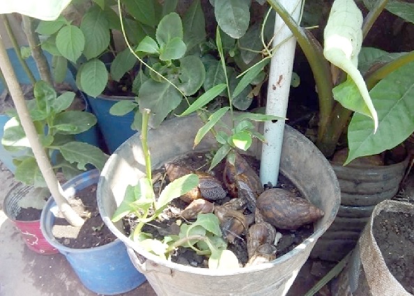 Some people are rearing snails for consumption