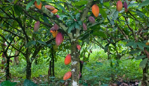 Government to replant swollen  shoot-affected cocoa farms