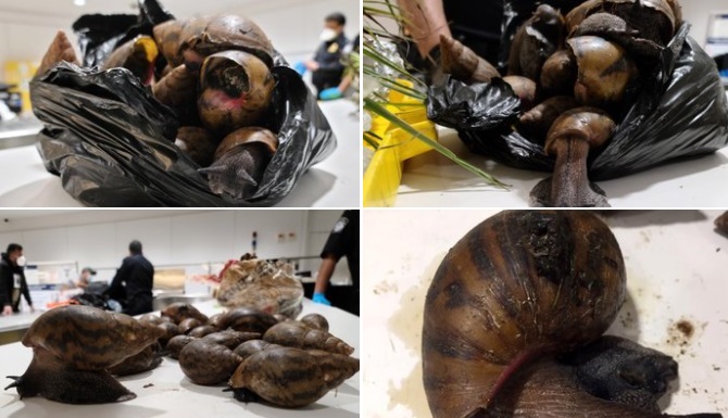 PHOTOS: US Customs seize snails, prekese, turkey berry at JFK Airport