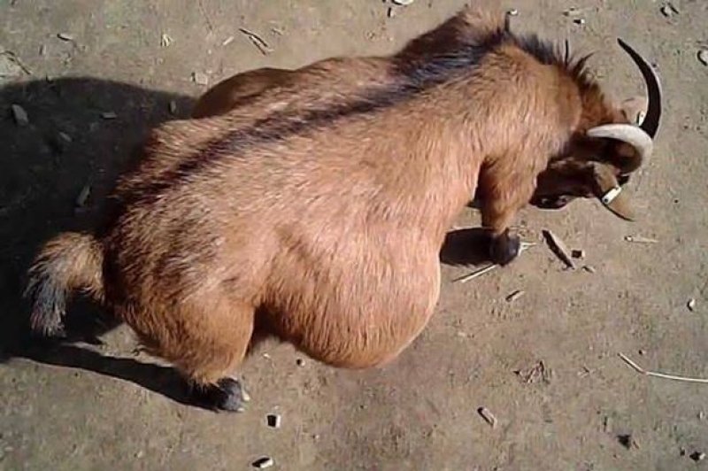 Man beaten to death over stolen pregnant goat at Nsawam