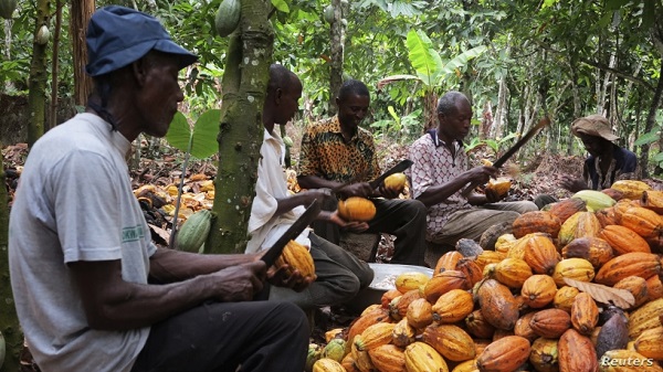 Cocoa farmers are working hard to keep the cocoa industry on course