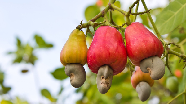 MP makes case for Cashew Development Authority