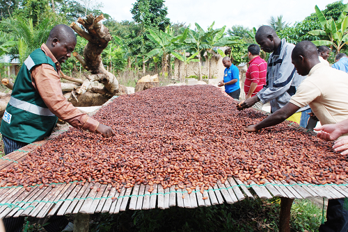 Ghana’s cocoa value chain employs various categories of workers, including farmers and processors