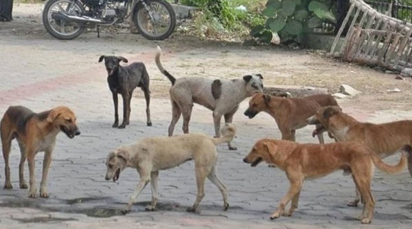 Provide shelter for stray dogs --- Dr Amakye–Anim 